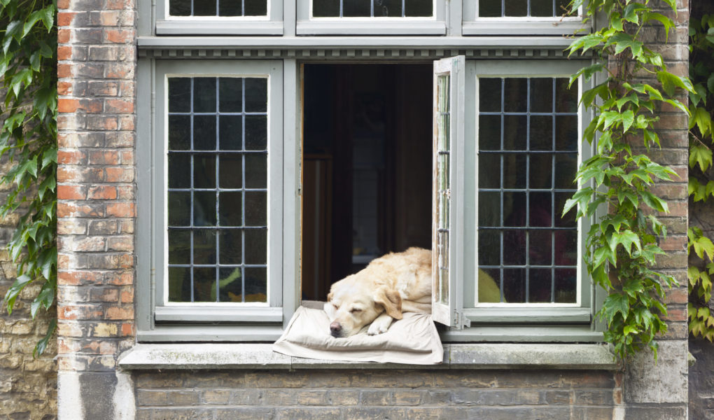 Dog In Window