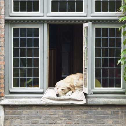 Dog In Window