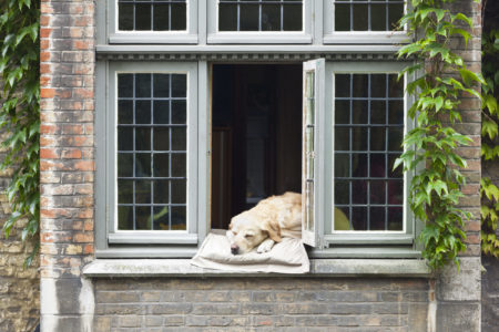 Dog In Window